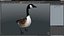 Branta Canadensis Standing Pose