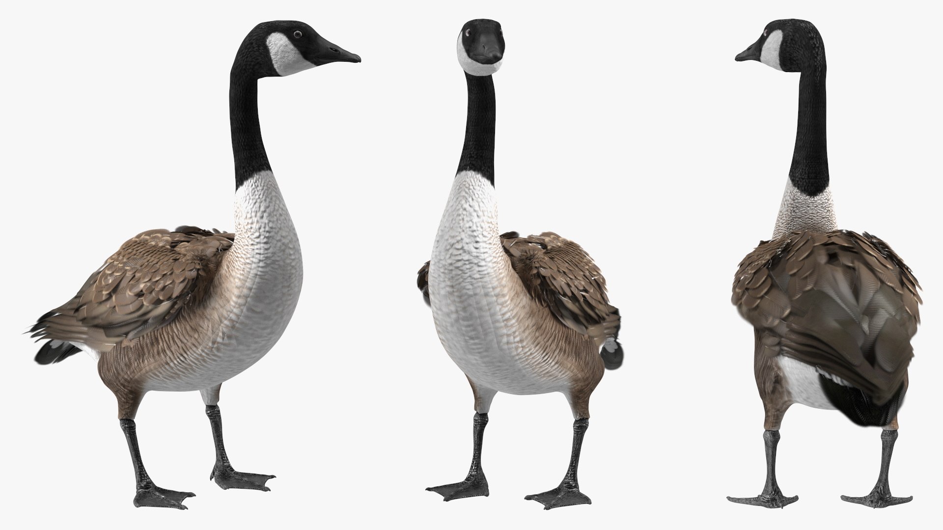 3D Branta Canadensis Standing Pose https://p.turbosquid.com/ts-thumb/8S/IMKe6L/Vo/brantacanadensisstandingposevray3dmodel009/jpg/1692417428/1920x1080/fit_q87/68f5efff45d31dab33042b7f1762da5726e1cddb/brantacanadensisstandingposevray3dmodel009.jpg