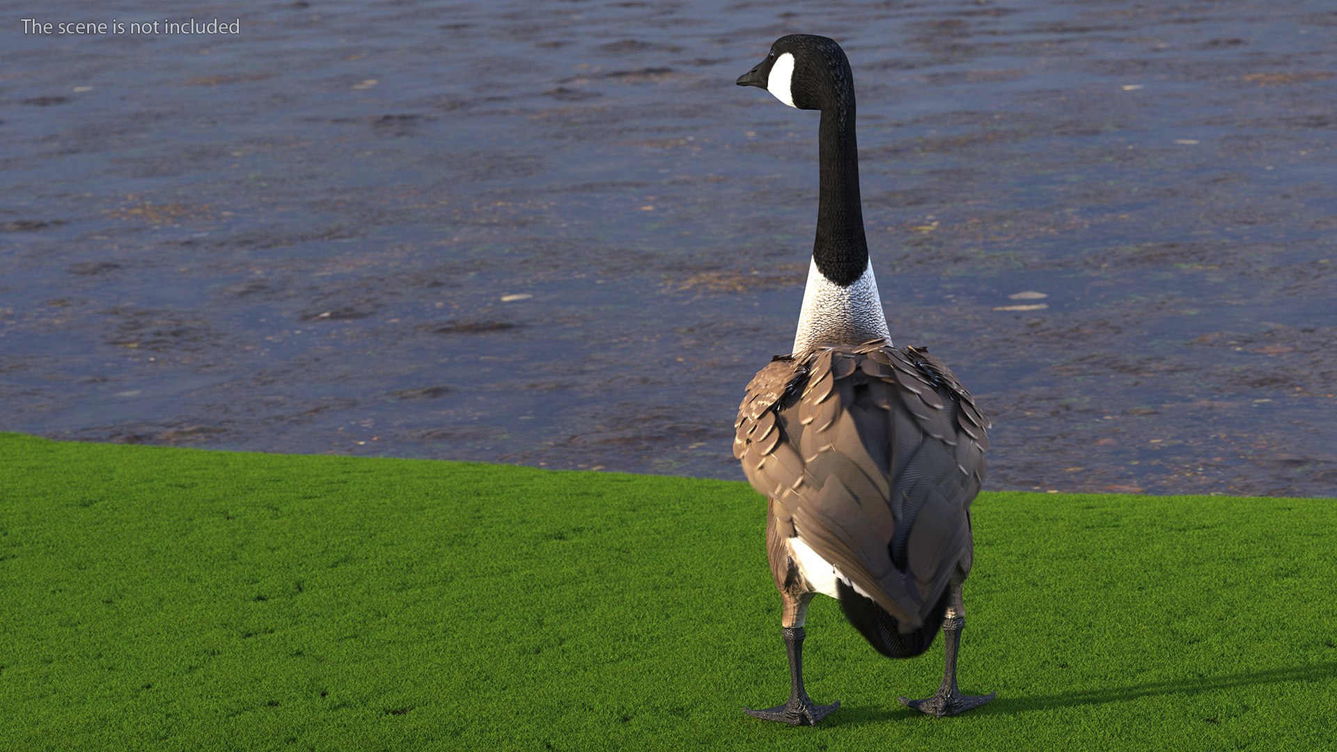 3D Branta Canadensis Standing Pose https://p.turbosquid.com/ts-thumb/8S/IMKe6L/XP/brantacanadensisstandingposevray3dmodel006/jpg/1692417417/1920x1080/fit_q87/2fbe309c5663d868bf5cf55688aa6f5f072cb3db/brantacanadensisstandingposevray3dmodel006.jpg