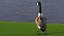 Branta Canadensis Standing Pose