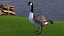 Branta Canadensis Standing Pose