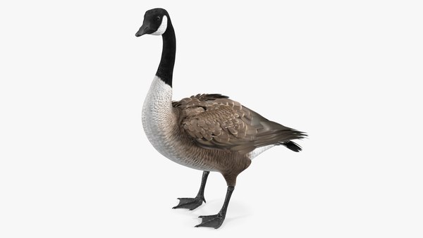 Canada goose outlet branta canadensis kaufen