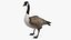 Branta Canadensis Standing Pose