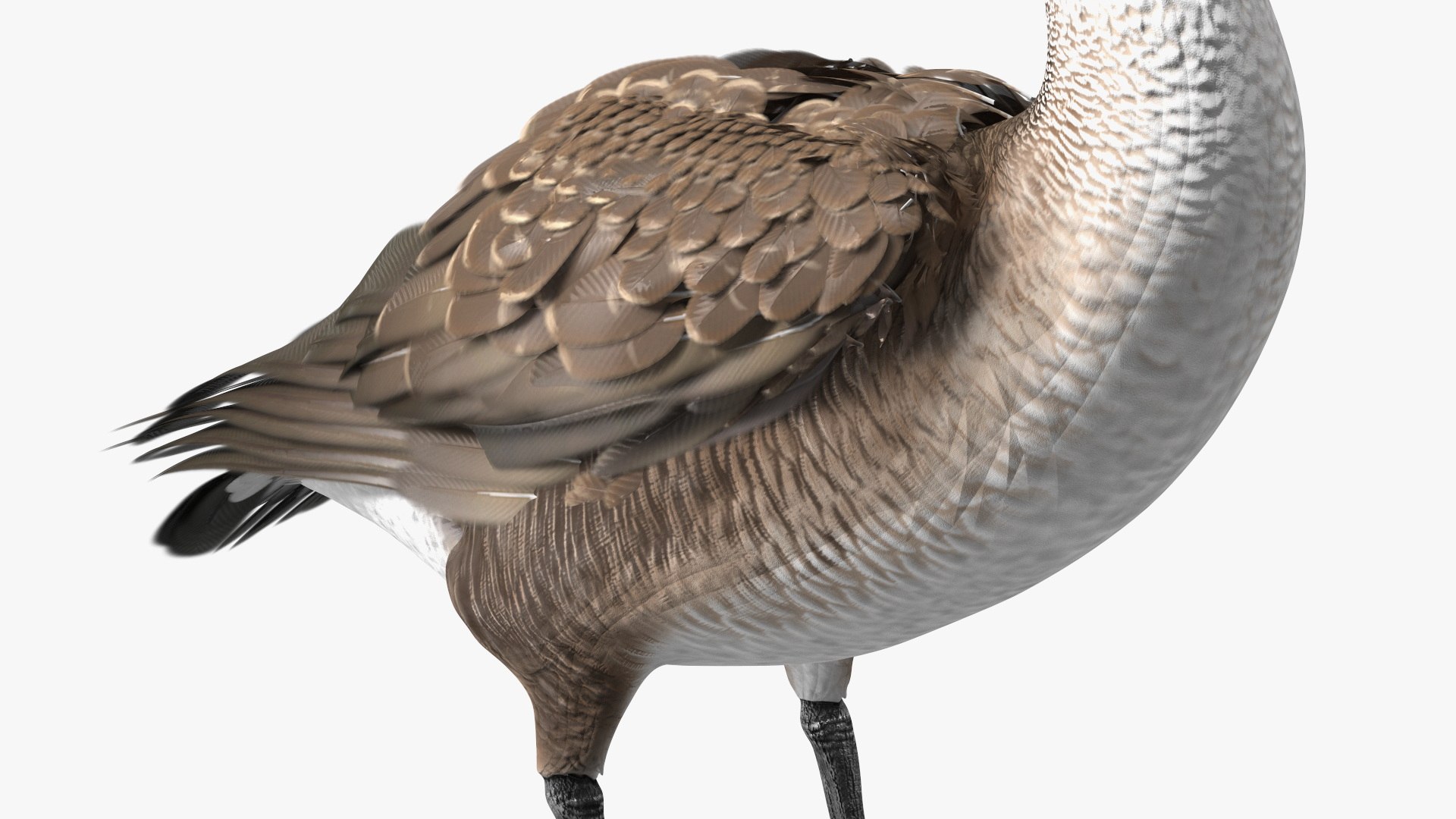 3D Branta Canadensis Standing Pose https://p.turbosquid.com/ts-thumb/8S/IMKe6L/a2/brantacanadensisstandingposevray3dmodel012/jpg/1692417440/1920x1080/fit_q87/ca987a709710864aac039fd41545bf3405d20122/brantacanadensisstandingposevray3dmodel012.jpg