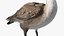 Branta Canadensis Standing Pose