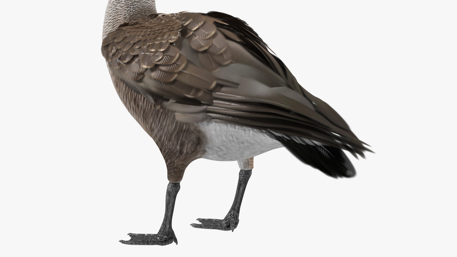 3D Branta Canadensis Standing Pose https://p.turbosquid.com/ts-thumb/8S/IMKe6L/sB/brantacanadensisstandingposevray3dmodel011/jpg/1692417436/1920x1080/fit_q87/eecb9f52f251a27337f798be300e001e71c7d0d2/brantacanadensisstandingposevray3dmodel011.jpg