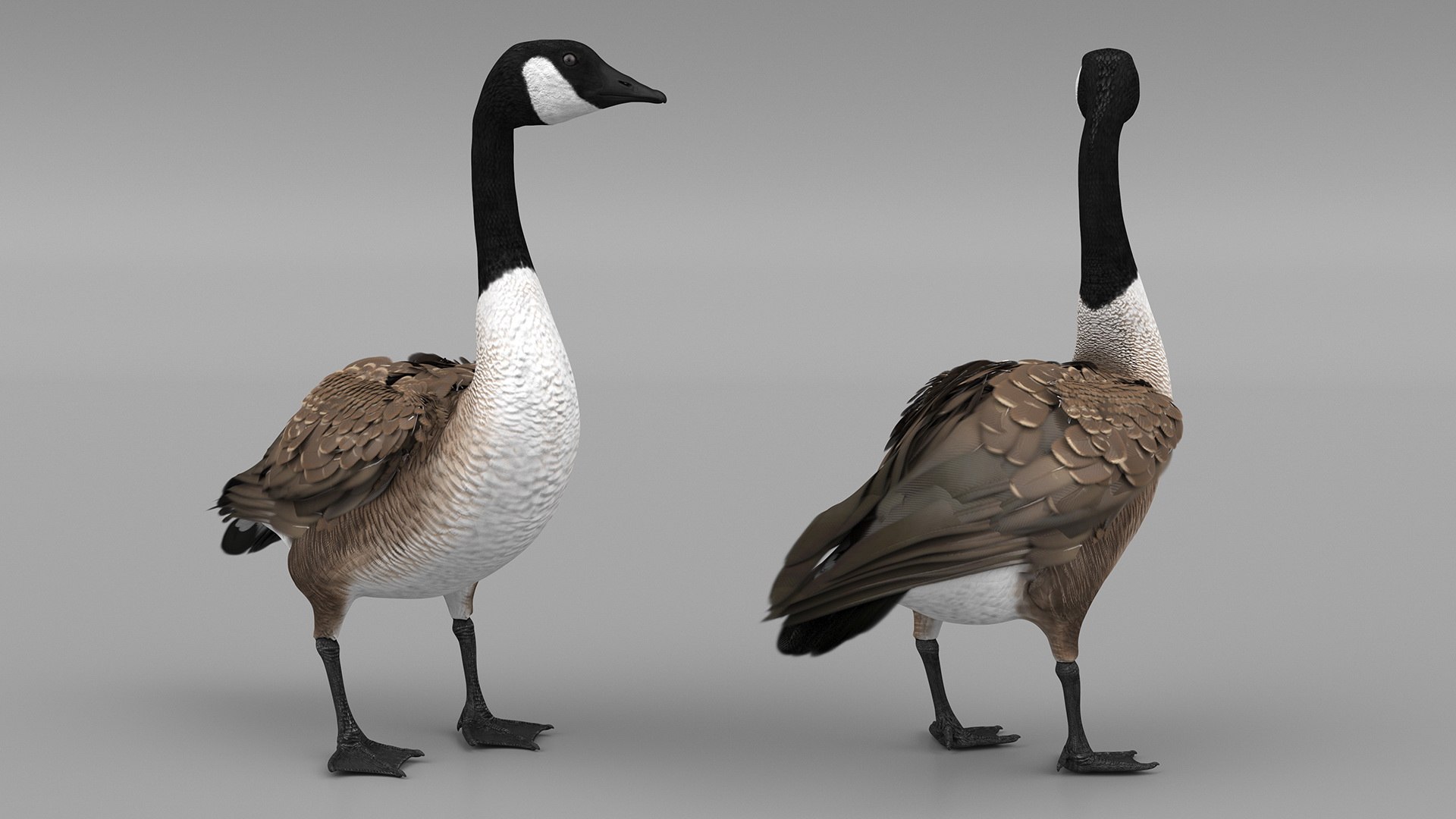 3D Branta Canadensis Standing Pose https://p.turbosquid.com/ts-thumb/8S/IMKe6L/sI/brantacanadensisstandingposevray3dmodel007/jpg/1692417422/1920x1080/fit_q87/61c34d83efca6ac345aad3a20f5558b7eac07108/brantacanadensisstandingposevray3dmodel007.jpg