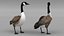 Branta Canadensis Standing Pose