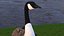 Branta Canadensis Standing Pose