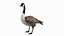 Branta Canadensis Standing Pose
