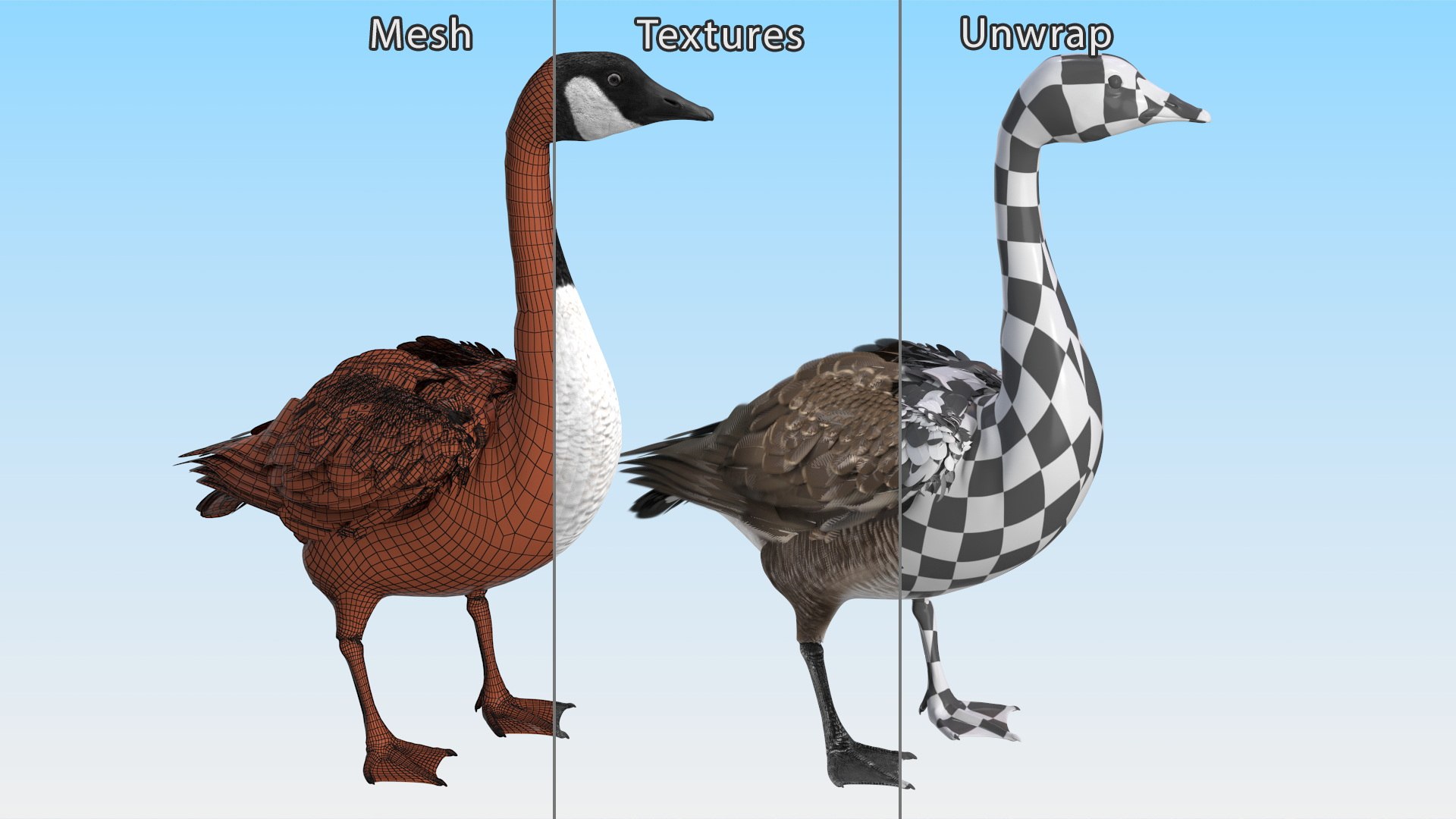 3D Branta Canadensis Standing Pose https://p.turbosquid.com/ts-thumb/8S/IMKe6L/wF/brantacanadensisstandingposevray3dmodel014/jpg/1692417447/1920x1080/fit_q87/03ecff58d6fea19df759a727a82593bc733d875c/brantacanadensisstandingposevray3dmodel014.jpg