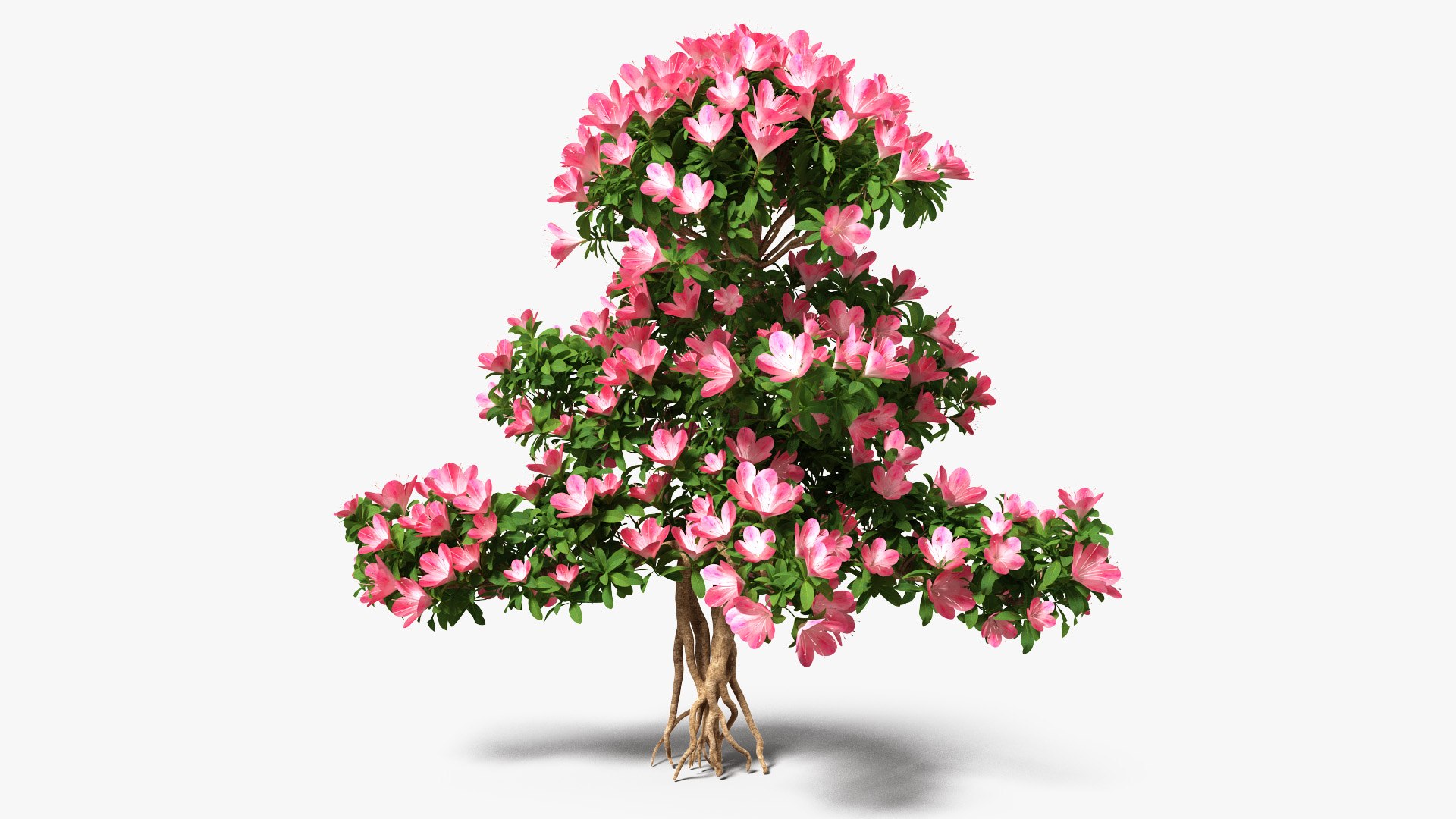 Bonsai Tree with Flowers 3D model preview