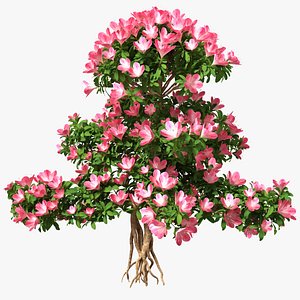 3D bonsai tree flowers model