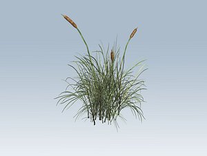 Cattail