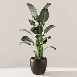 green plant model