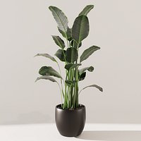 Potted Plant