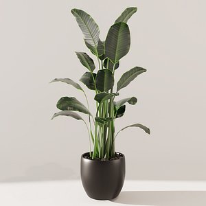 Potted Plant