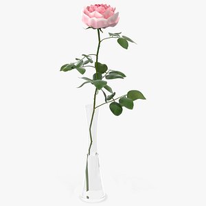 Peony Rose in Vase with Water Pink