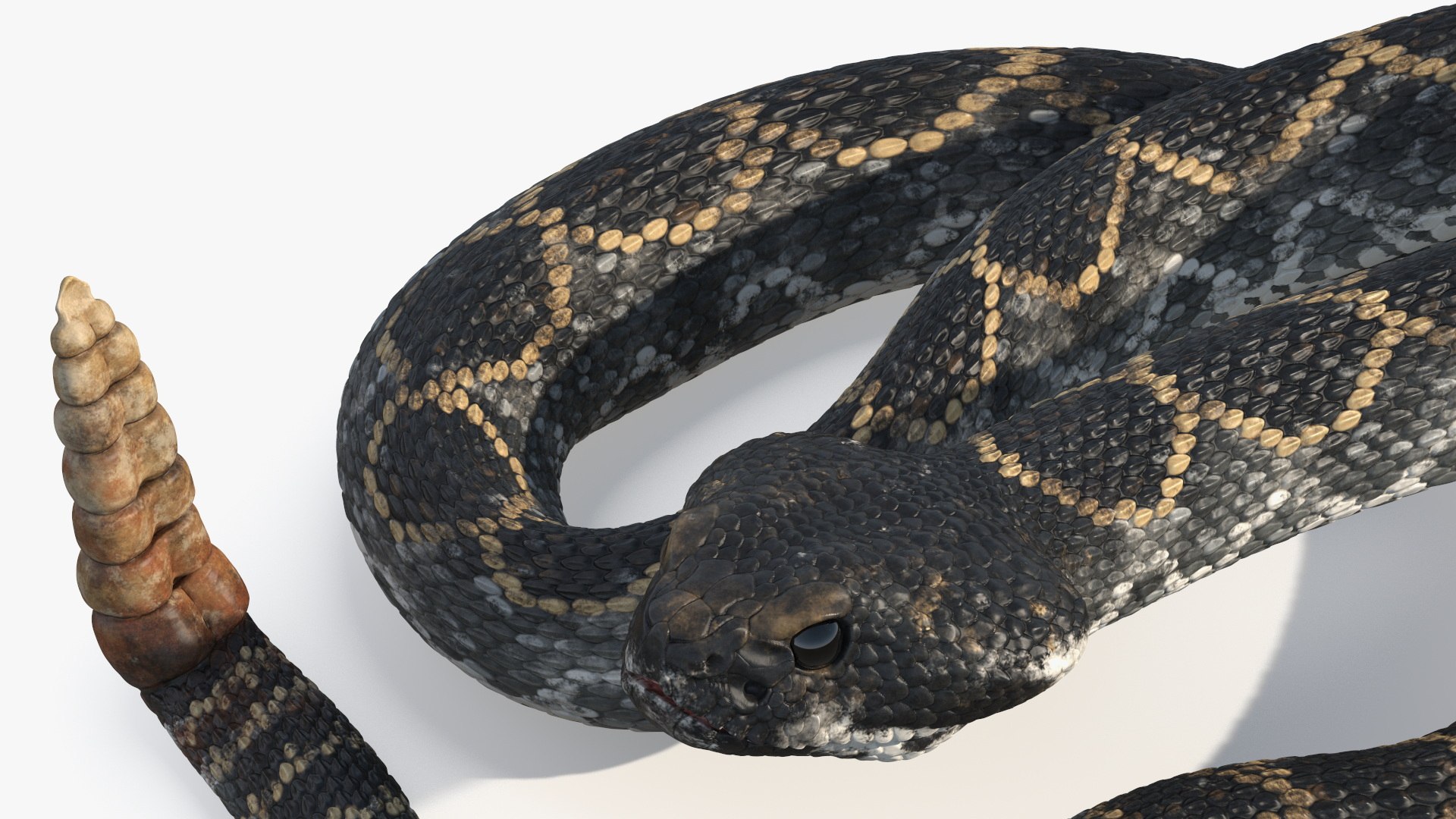 Rattlesnake Attack Animated Rigged For Maya 3D Model - TurboSquid 2484011