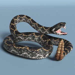 Rattlesnake Attack Animated Rigged for Maya 3D model