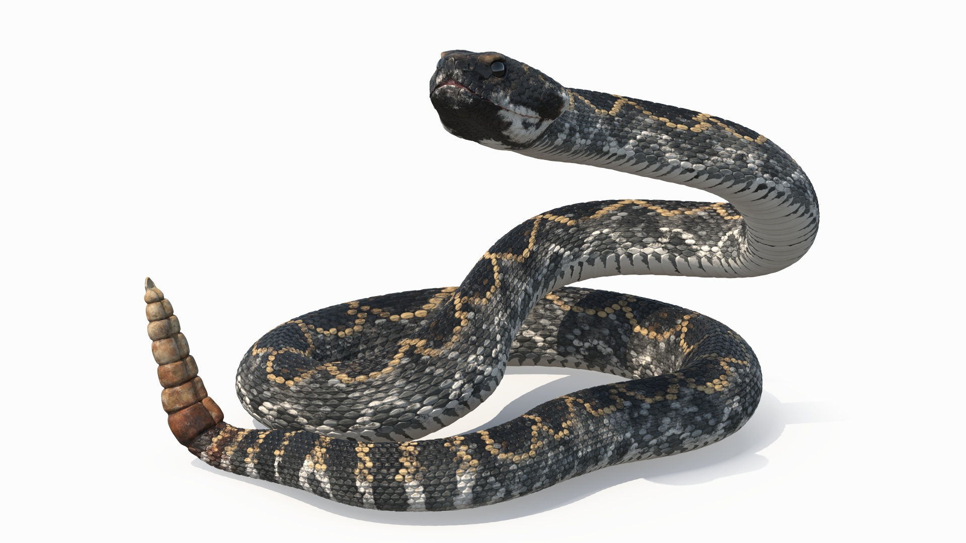 Rattlesnake Attack Animated Rigged For Maya 3D Model - TurboSquid 2484011