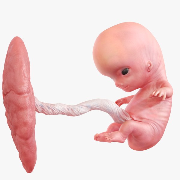 3D Fetus Week 9 Animated