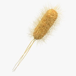 Escherichia Coli Bacteria