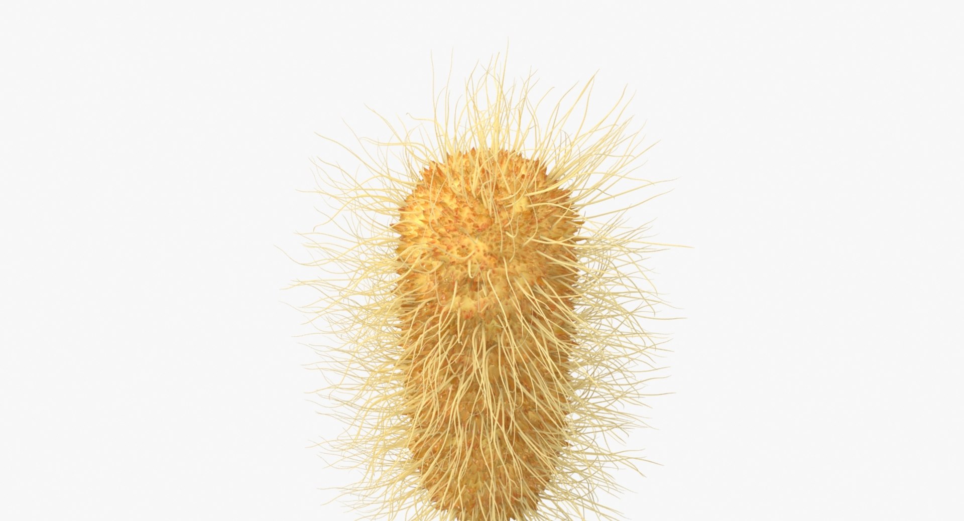 3D escherichia coli bacteria https://p.turbosquid.com/ts-thumb/8S/vLRTN9/snYMEVyV/escherichia_coli_bacteria_productshoot_e/jpg/1530009019/1920x1080/fit_q87/b389d46c7c2f8fd01c7a40ffba1cfd682ee75436/escherichia_coli_bacteria_productshoot_e.jpg