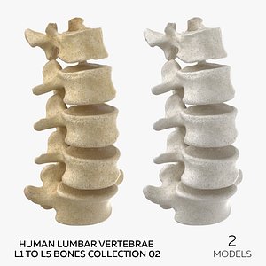Human Lumbar Vertebrae L1 to L5 Bones Collection 02 - 2 models