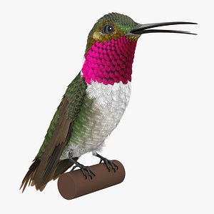 broad tailed hummingbird sitting 3d max