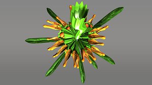 leonotis flowering plants 3d model