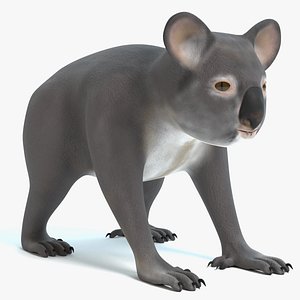 3D koala animal mammal model