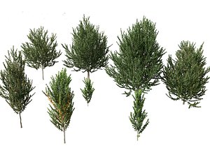 Acer x freemanii - Freeman maple 02 3D