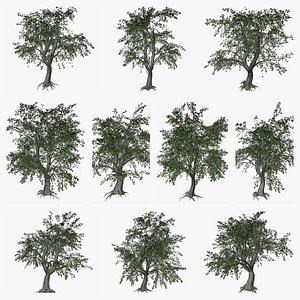 Katsura Tree Collection