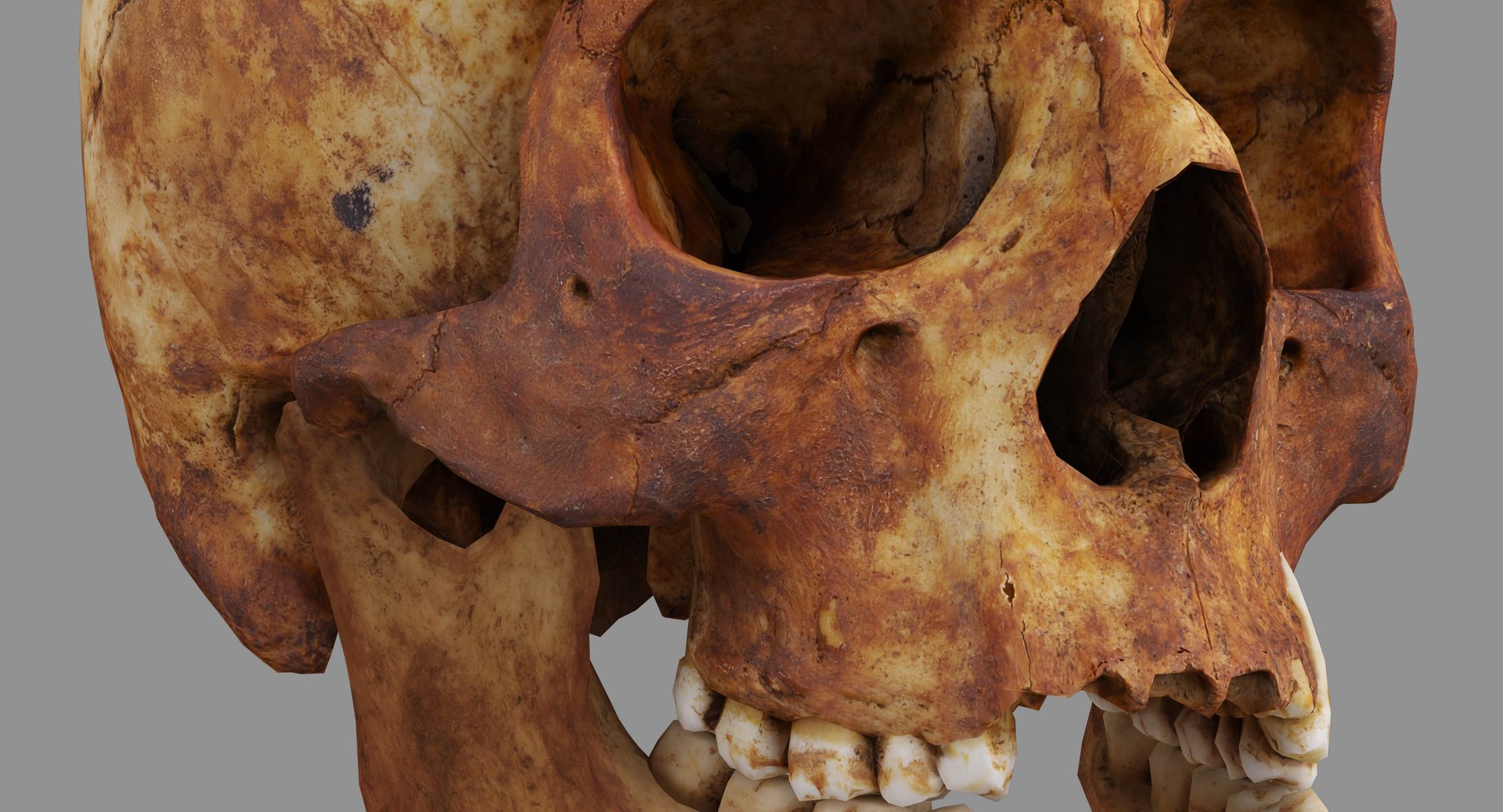 human skull scanned 3D https://p.turbosquid.com/ts-thumb/8T/U6nMKO/1qe3HON6/100007/jpg/1570537857/1920x1080/fit_q87/6ebd42b0b6e4b454686ad27e18152d7ed5aa45b4/100007.jpg