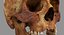 Human Skull Scanned