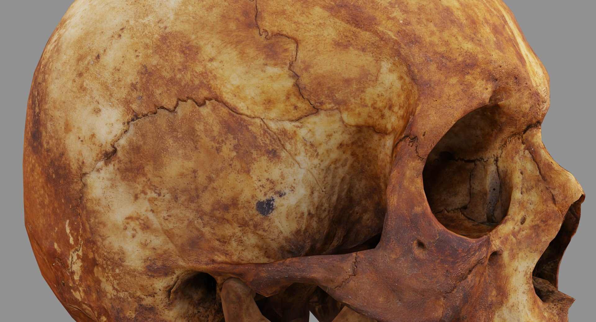 human skull scanned 3D https://p.turbosquid.com/ts-thumb/8T/U6nMKO/2F2vUsVy/100011/jpg/1570537857/1920x1080/fit_q87/390c7f02a1e05b17092a4d9f13b83f5a34e5df84/100011.jpg