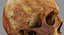Human Skull Scanned