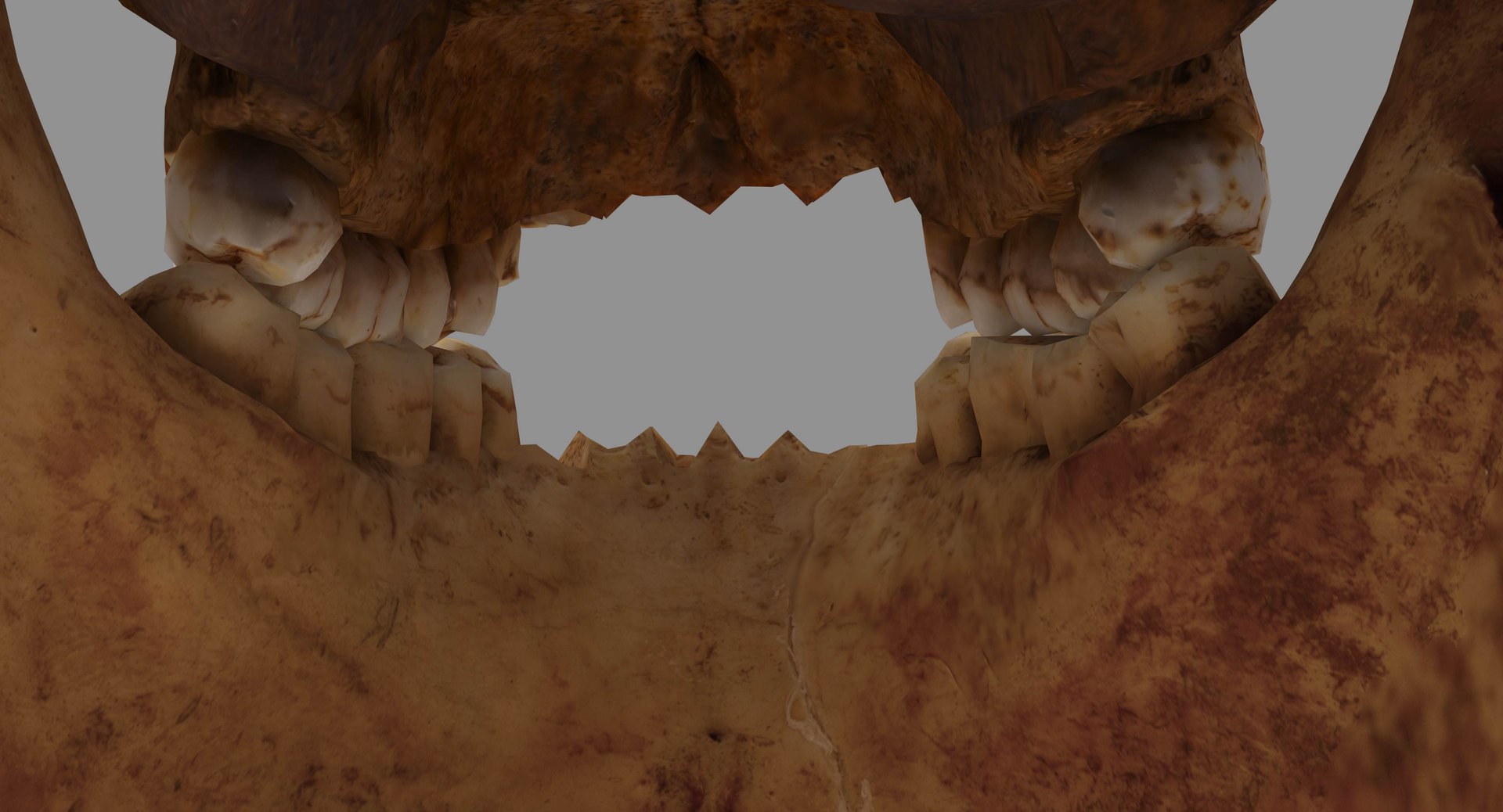 human skull scanned 3D https://p.turbosquid.com/ts-thumb/8T/U6nMKO/3L9exk91/100023/jpg/1570537857/1920x1080/fit_q87/8a7d1bdf559cecb91b47e24638c097f73e1bfc99/100023.jpg