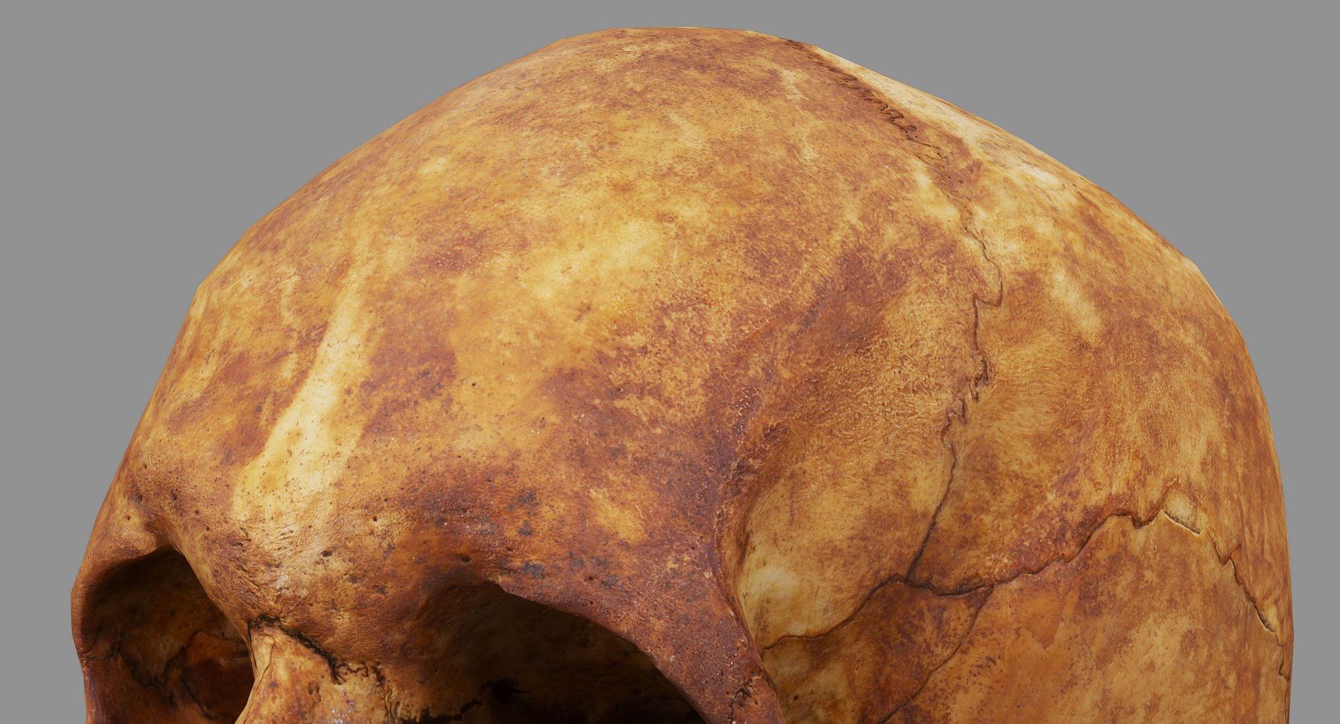 human skull scanned 3D https://p.turbosquid.com/ts-thumb/8T/U6nMKO/4rNfCeXp/100035/jpg/1570537858/1920x1080/fit_q87/e21d3cf400f7aa72225f61ca41fd8039f8bb484f/100035.jpg