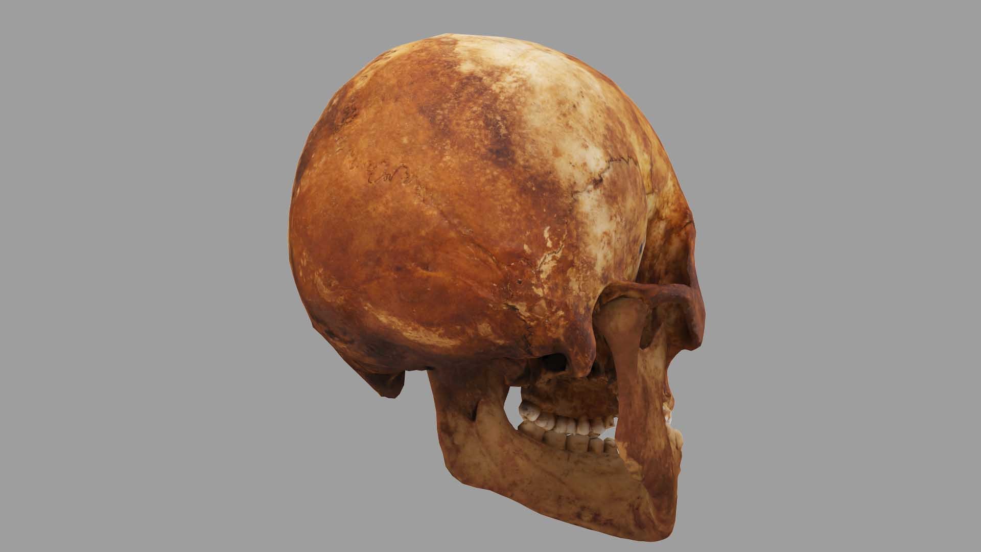 human skull scanned 3D https://p.turbosquid.com/ts-thumb/8T/U6nMKO/5qYf0tzh/3/jpg/1570537779/1920x1080/fit_q87/eee7585b0a6faa63db0077b27f00bc6ee6f0d068/3.jpg