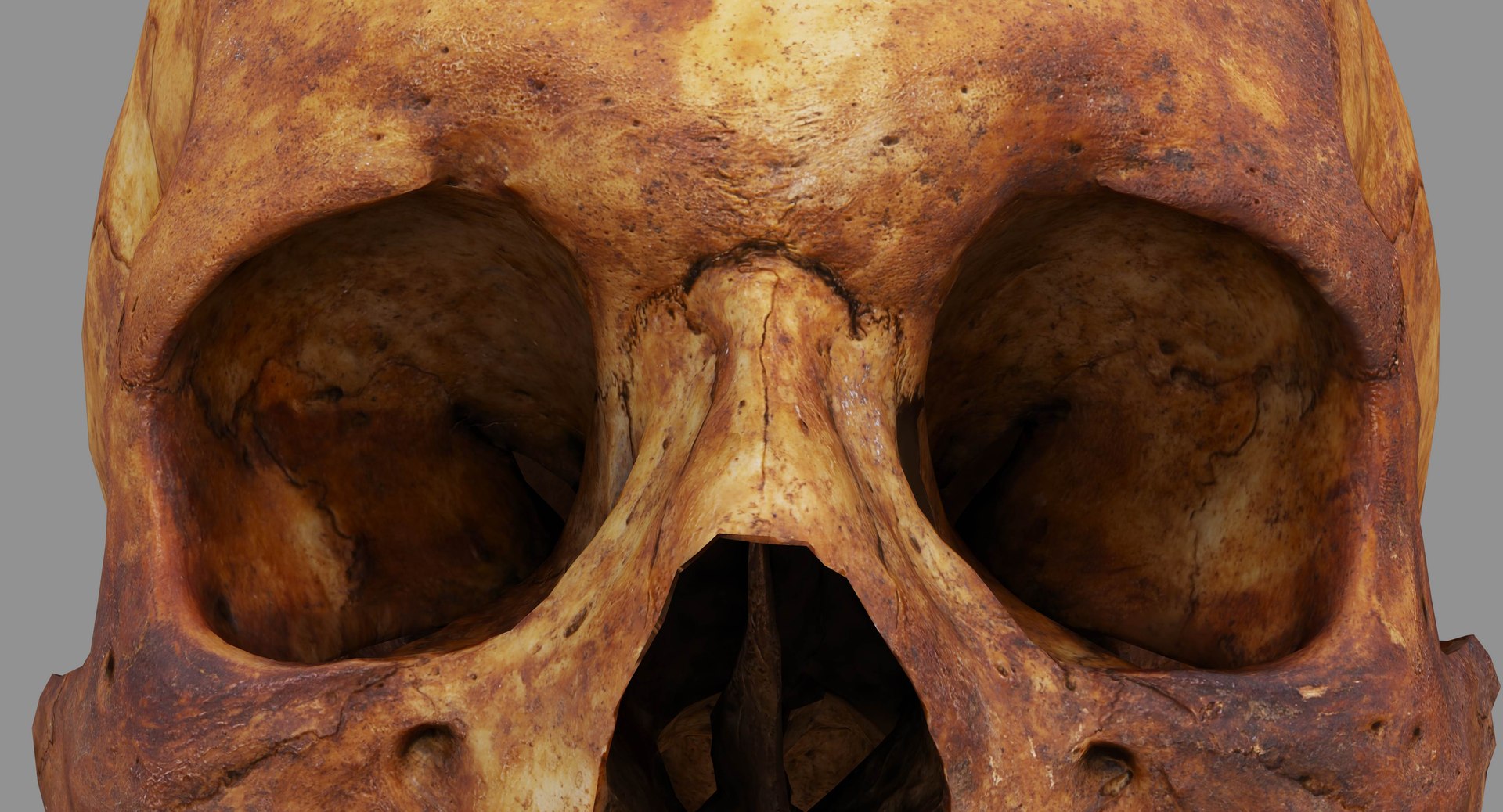 human skull scanned 3D https://p.turbosquid.com/ts-thumb/8T/U6nMKO/8VH0sKWp/100001/jpg/1570537857/1920x1080/fit_q87/2cbbcfa6857d2dd85810cf6d88deec3be7b74ea2/100001.jpg