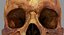 Human Skull Scanned