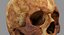 Human Skull Scanned