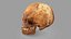 Human Skull Scanned