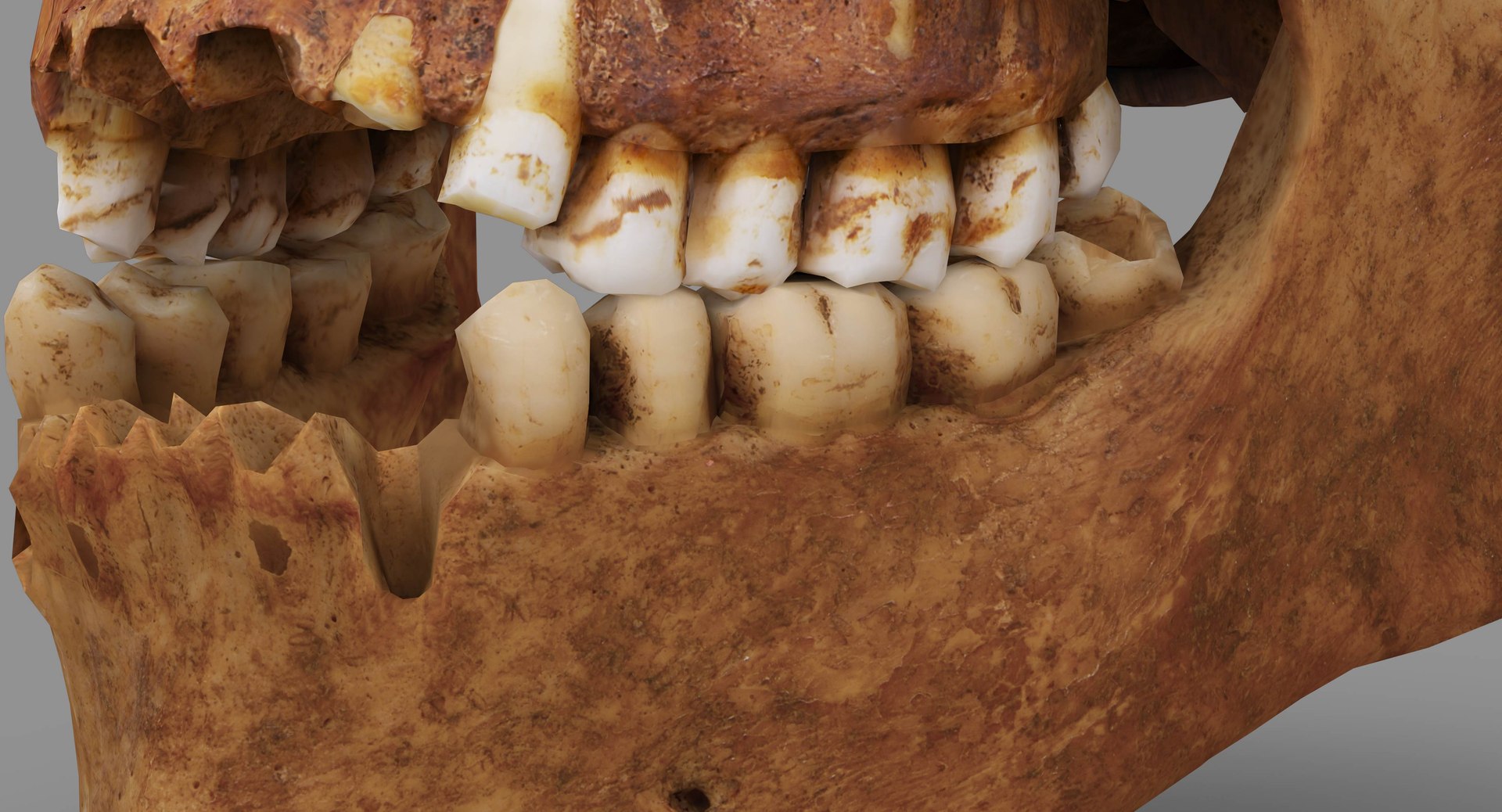 human skull scanned 3D https://p.turbosquid.com/ts-thumb/8T/U6nMKO/Dl6Dfq6D/100038/jpg/1570537858/1920x1080/fit_q87/b35018f68be5d654c43f1253244d70f4191f2b57/100038.jpg