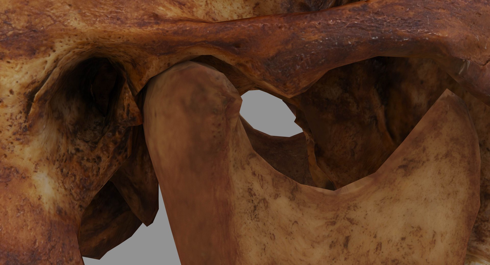 human skull scanned 3D https://p.turbosquid.com/ts-thumb/8T/U6nMKO/FpRuo4DZ/100017/jpg/1570537857/1920x1080/fit_q87/ebfd2ff5c3cbafbc5028a9d6b543dd939cfe1c93/100017.jpg