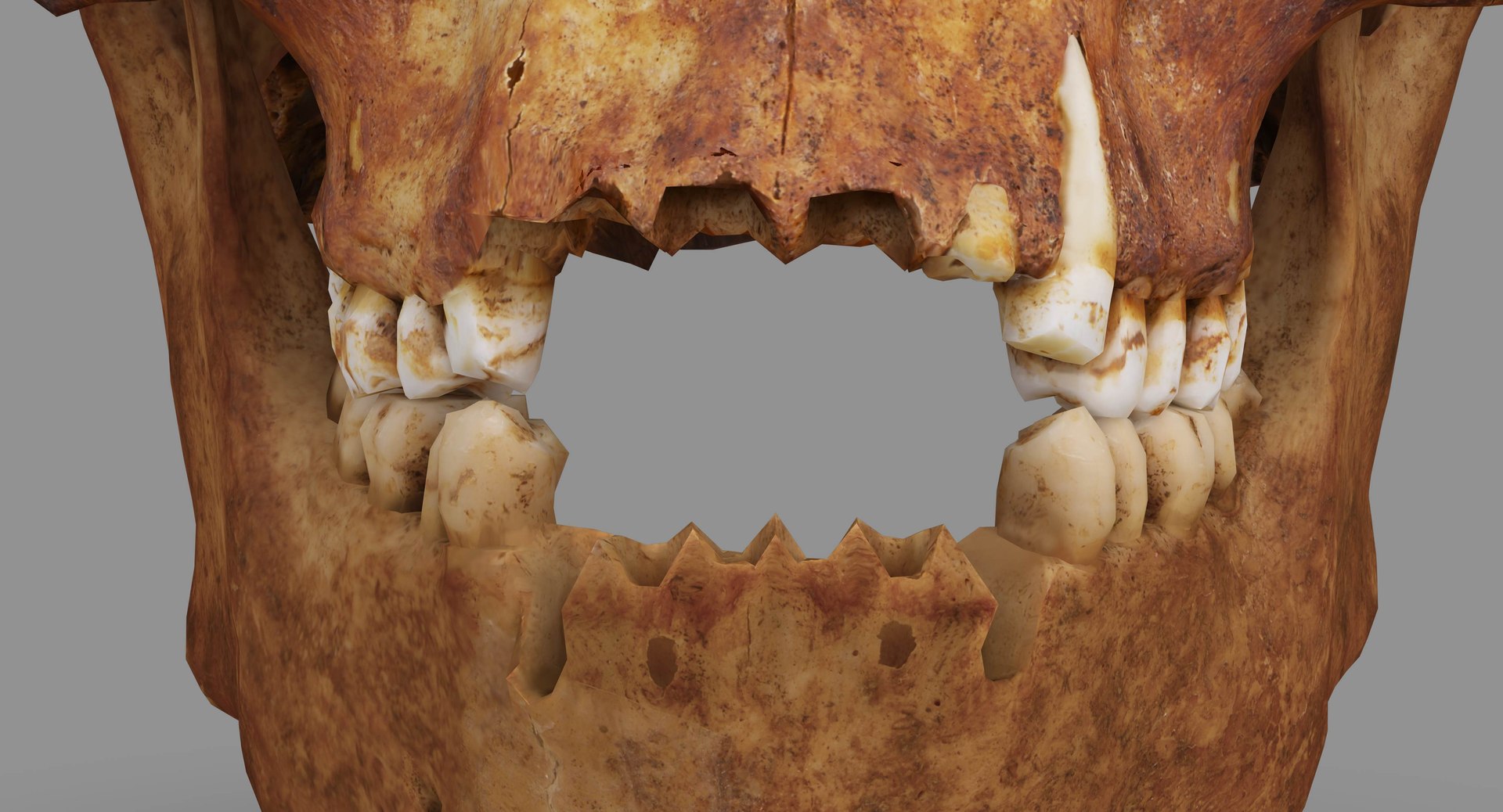 human skull scanned 3D https://p.turbosquid.com/ts-thumb/8T/U6nMKO/Gofg1EEd/100003/jpg/1570537857/1920x1080/fit_q87/e6f1348237a8dc343cdfbcf36f55a43ac7436553/100003.jpg