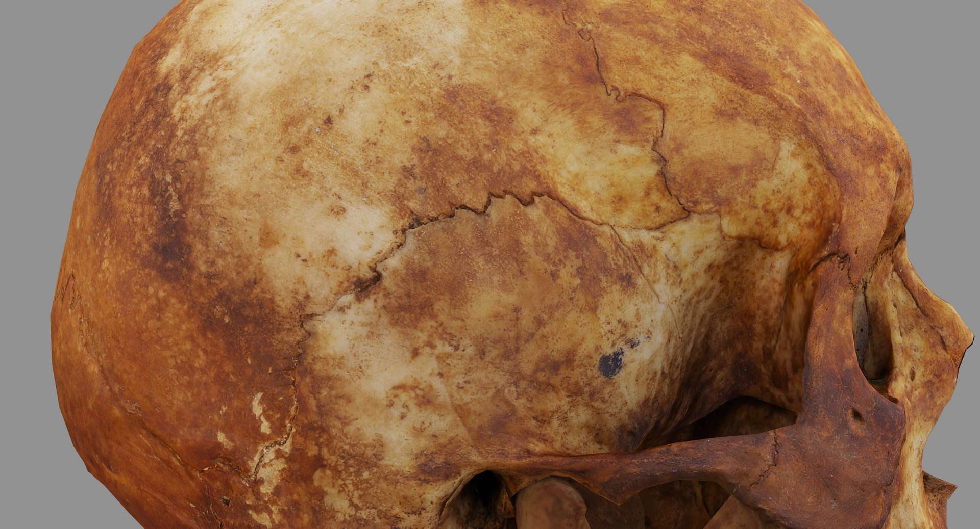 human skull scanned 3D https://p.turbosquid.com/ts-thumb/8T/U6nMKO/I3vpPFFv/100016/jpg/1570537857/1920x1080/fit_q87/d187fc698e224a04e4ae080d9da11e27e417e9a2/100016.jpg