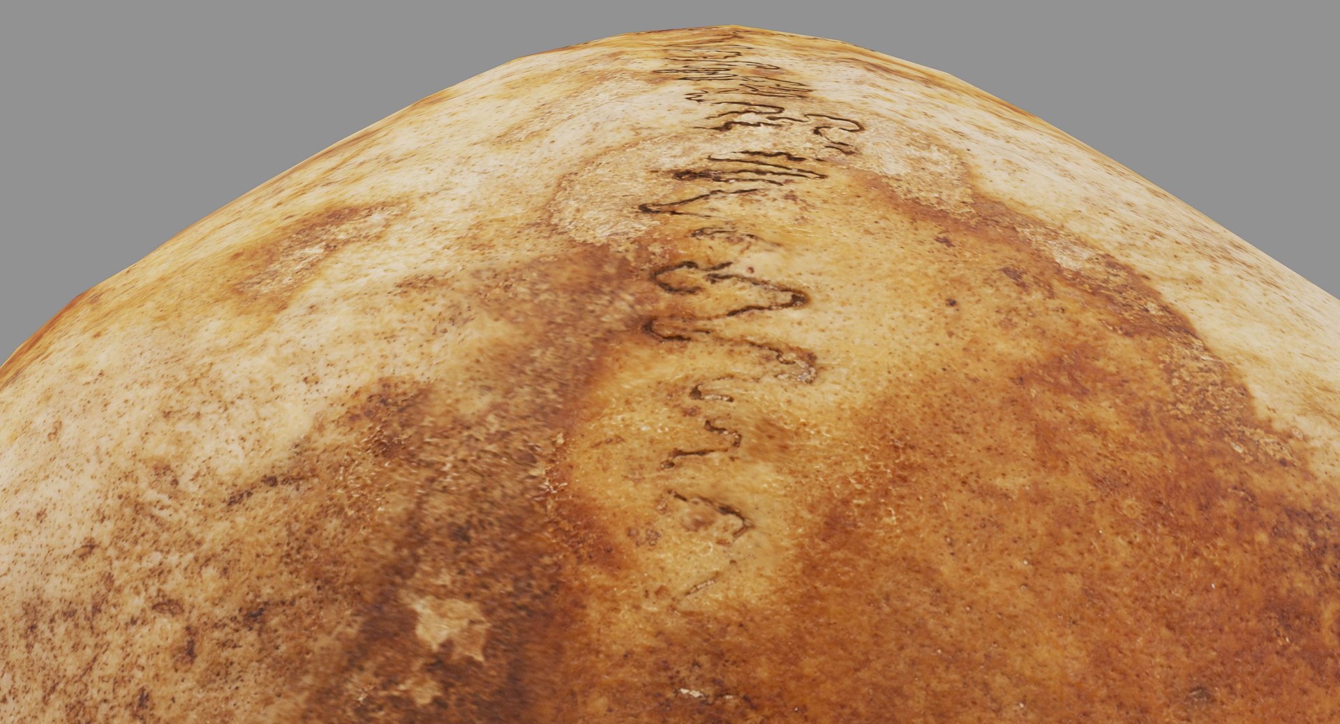 human skull scanned 3D https://p.turbosquid.com/ts-thumb/8T/U6nMKO/KCjHkv3N/100020/jpg/1570537857/1920x1080/fit_q87/acd2ebff7579fab8682748e26c425dc10c4453e5/100020.jpg